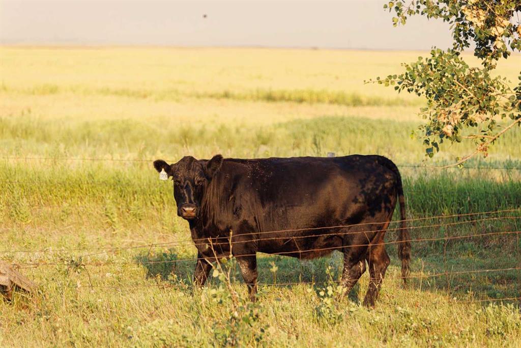 Picture of Parcel 7 Range Road 271 just south of Highway 9.  , Rural Rocky View County Real Estate Listing