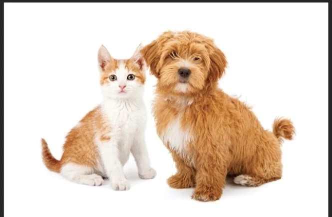 Picture of 123 Pet Specialty with Grooming Way , Edmonton Real Estate Listing