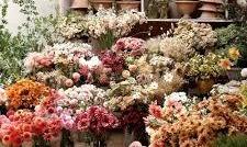 Picture of 2114 54 Avenue SW, Calgary Real Estate Listing