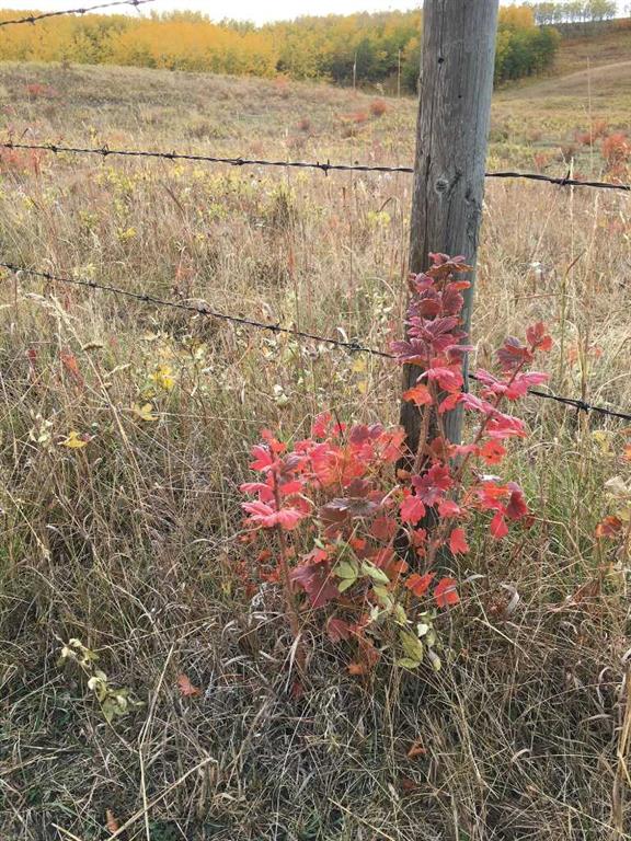 Picture of 96 Street W, Rural Foothills County Real Estate Listing
